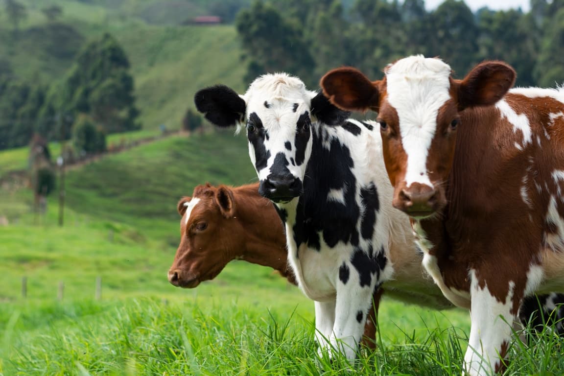 Our Farms - Commitment