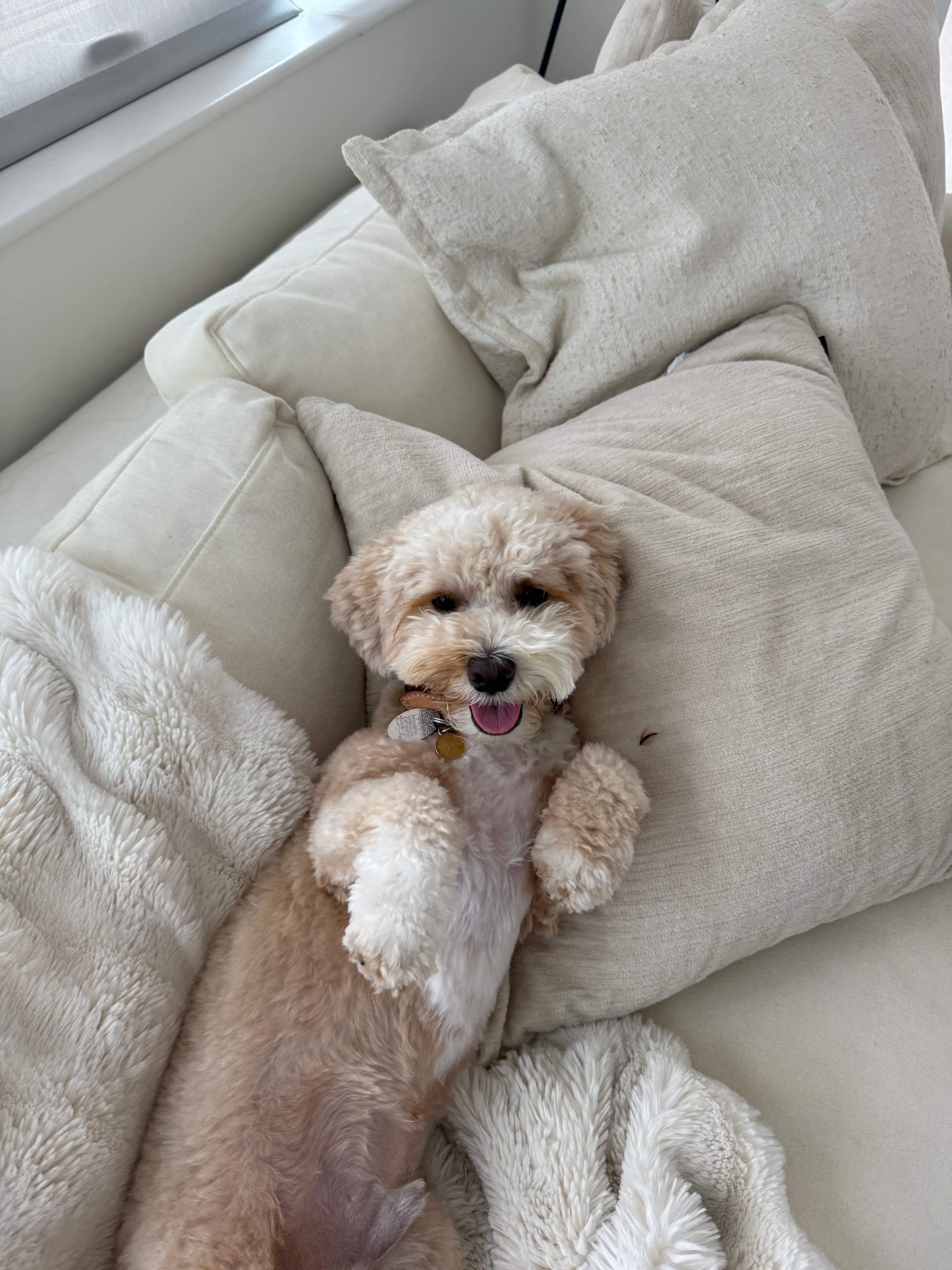 Adorable small dog lying on a couch looking happy and relaxed, representing loving and comfortable pet care services