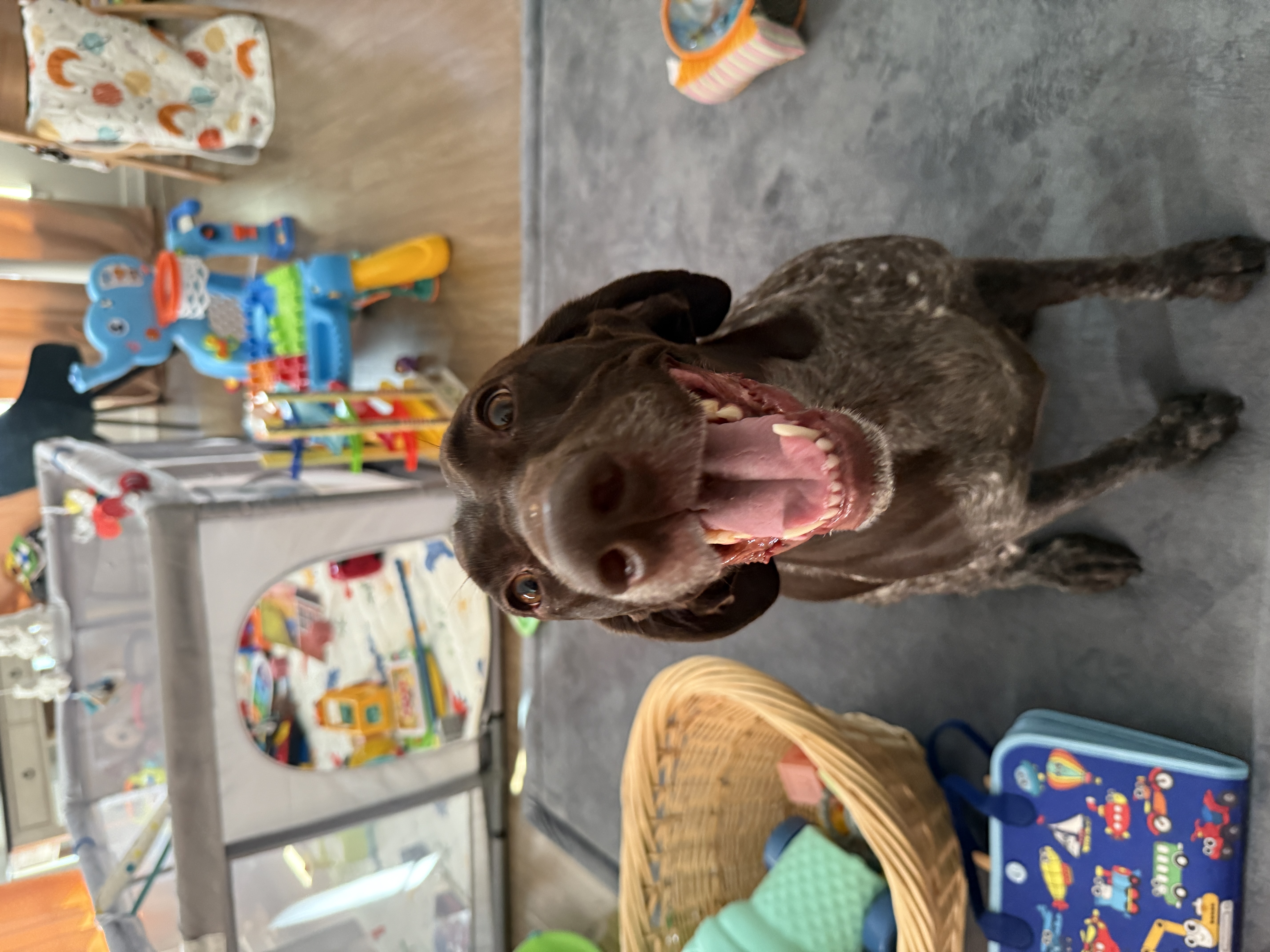 Happy brown dog sitting indoors in a safe home boarding environment with toys and playpen, ready for pet care services