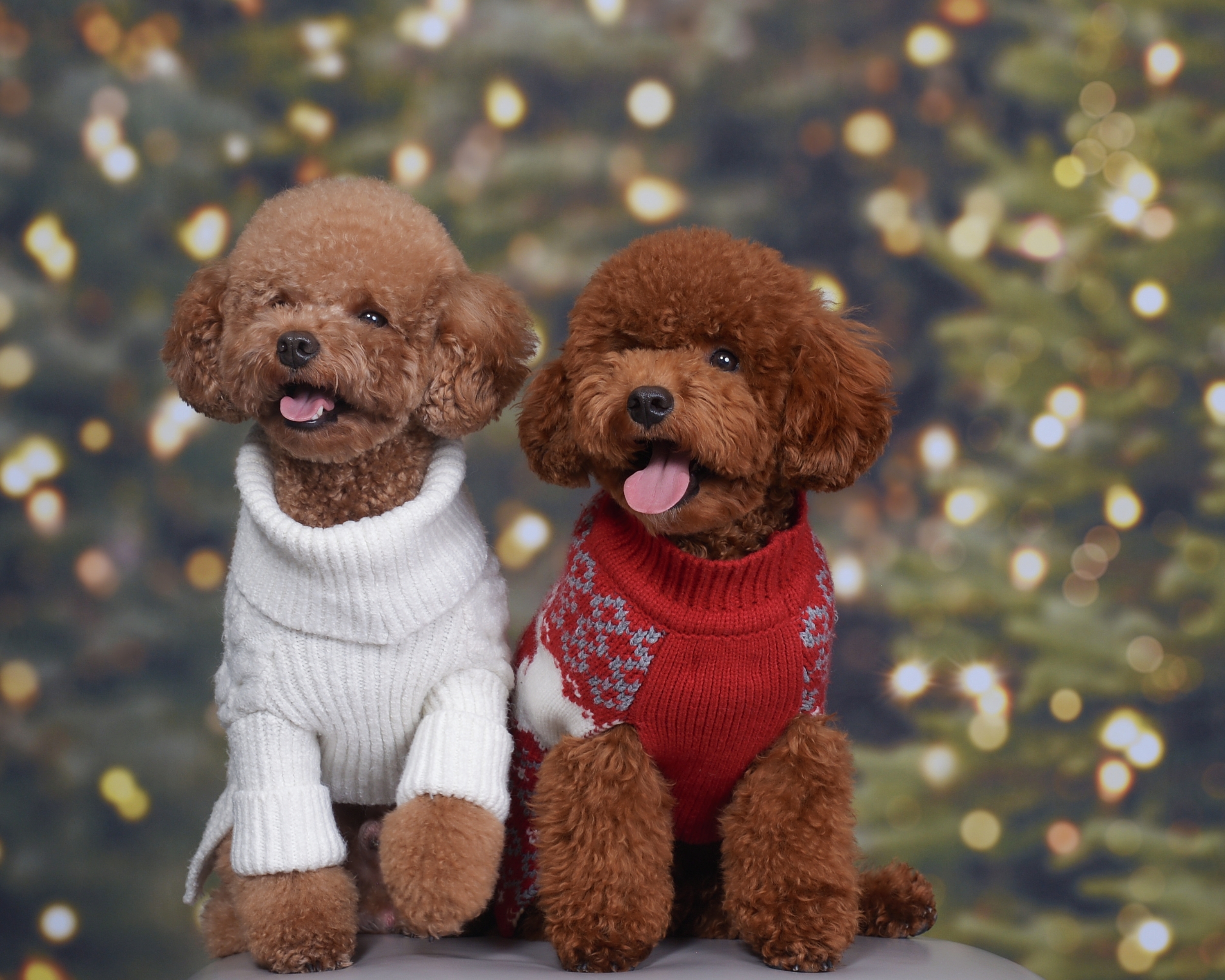 Two small poodle dogs wearing sweaters sitting together, representing friendly and social dog daycare services