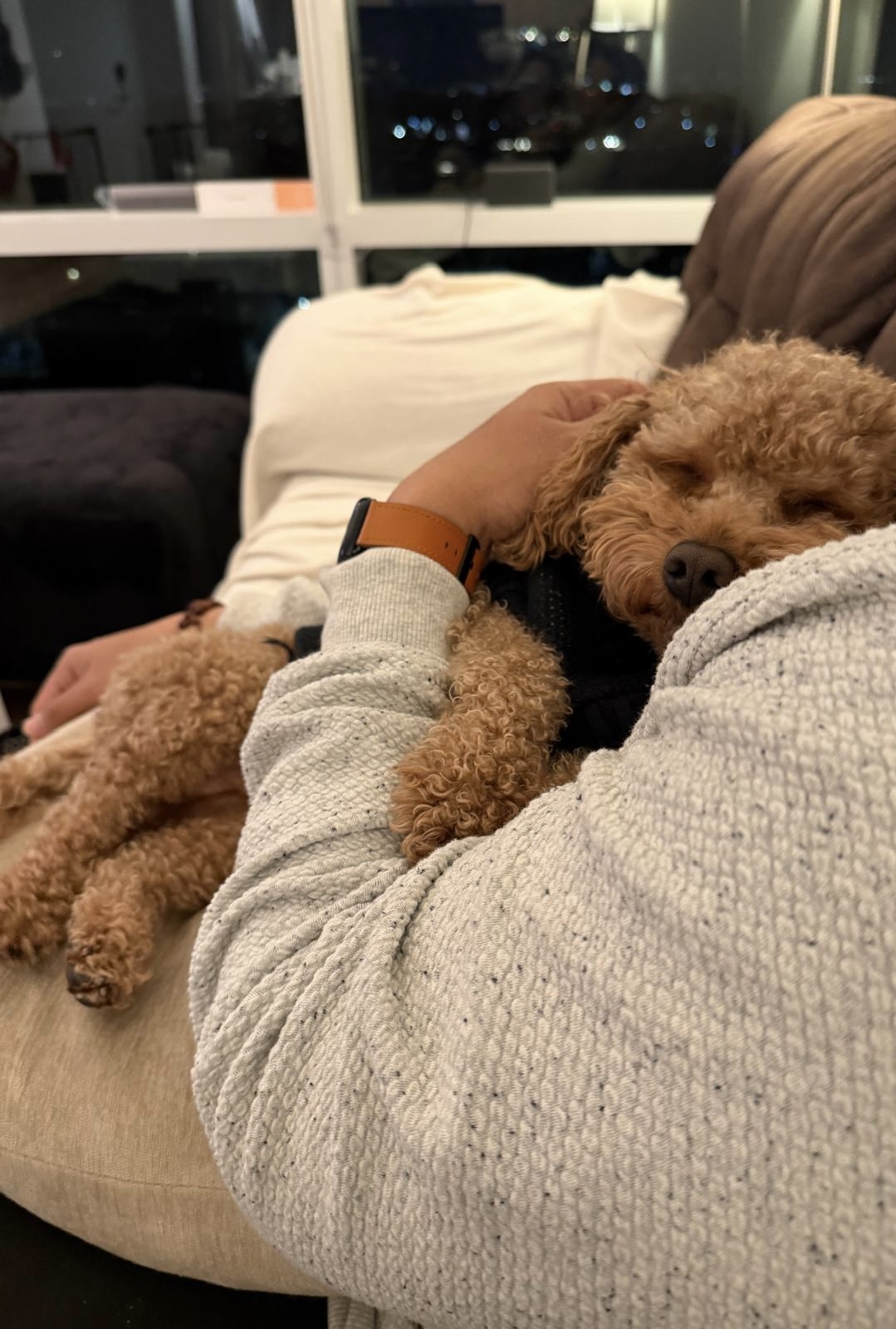 Dog relaxing comfortably with owner on couch at night, showcasing calm and reliable evening pet care services